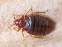 Bed Bug Control Florey image 3